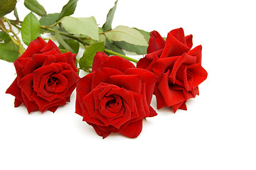 Image showing Three red roses