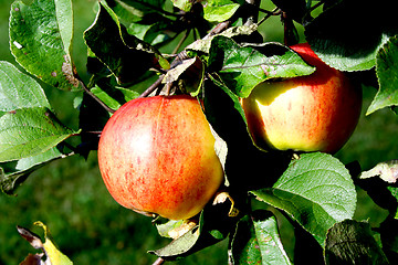 Image showing Two apples hanging on appletree green branch