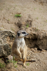 Image showing Meerkat