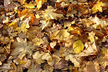 Image showing autumn leaves background