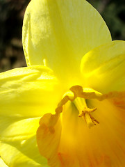 Image showing Daffodil 2