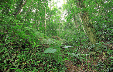 Image showing tree forest during spring 