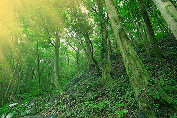 Image showing Trees in the forest