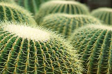 Image showing Cactus of sphericity style grows in sand 