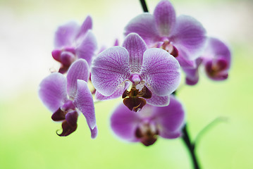 Image showing beautiful violet orchids