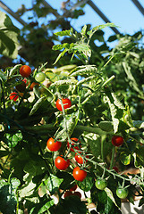 Image showing bright red tomatoes 