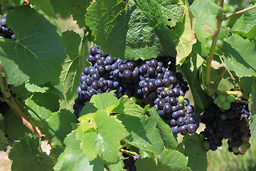 Image showing bunch of grapes