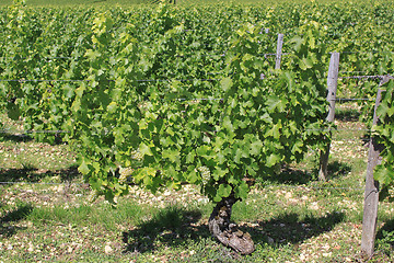 Image showing Vine