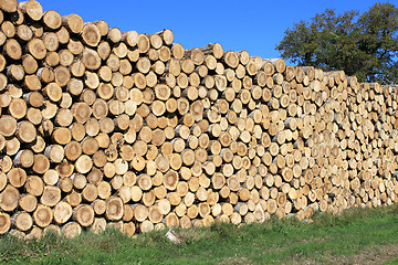 Image showing wood