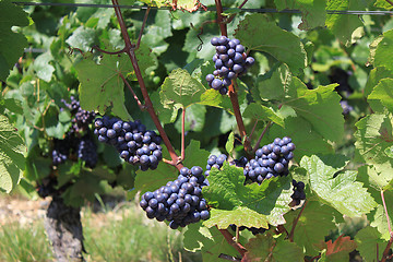 Image showing bunch of grapes