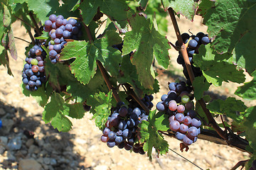 Image showing bunch of grapes