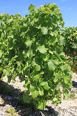 Image showing Vine