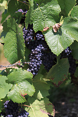 Image showing bunch of grapes