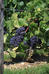 Image showing Vine