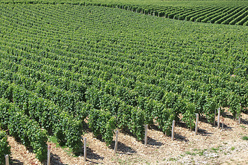 Image showing Vineyard