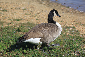 Image showing wild geese