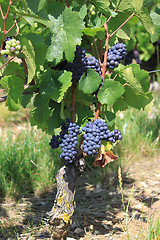 Image showing Vine