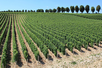 Image showing Vineyard