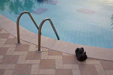 Image showing Black cat by the pool