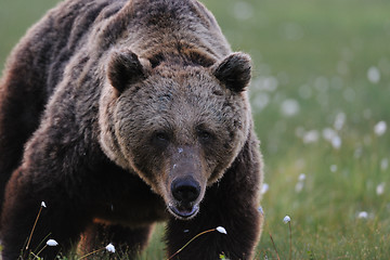 Image showing Big male bear at close