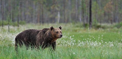 Image showing Brown bear panorama 