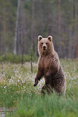 Image showing Bear standing