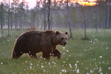 Image showing Brown bear walking 