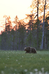 Image showing Brown bear walking late at night