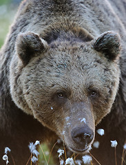 Image showing Close to 26 years old male brown bear