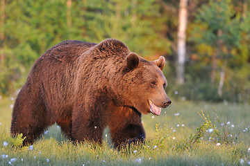 Image showing Smiling bear