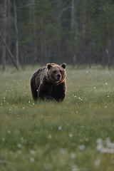 Image showing Brown bear with forest background