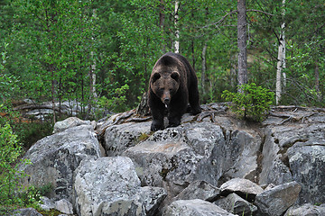 Image showing Bear on the rocks 