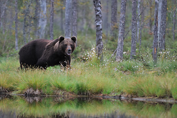 Image showing Bear next to a lake