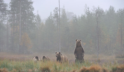 Image showing Bear with cups 