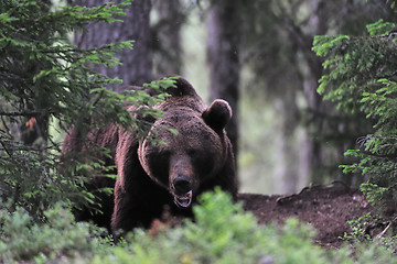 Image showing Big brown bear in a forest