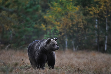 Image showing Bear in autumn