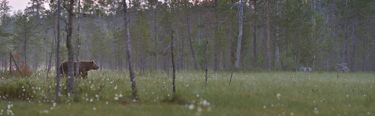 Image showing Swamp panorama with a brown bear 