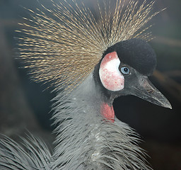 Image showing portrait of crane