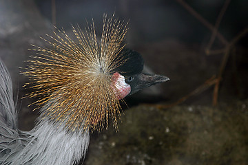 Image showing crowned crane