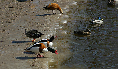 Image showing ducks of spring