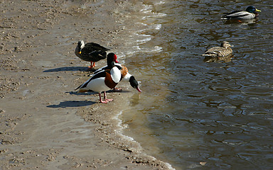 Image showing ducks