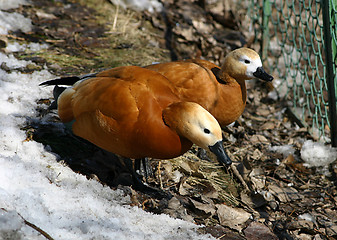 Image showing ducks