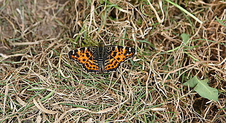 Image showing butterfly