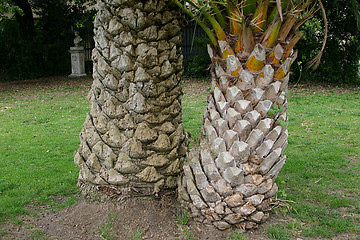 Image showing trunks of palm tree