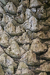 Image showing bark of a palm tree