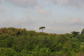 Image showing landscape with a pine