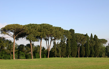 Image showing landscape with pine-trees