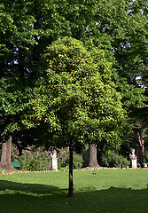 Image showing part of park with an orange tree