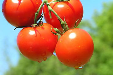 Image showing Red tomatoes against blue sky