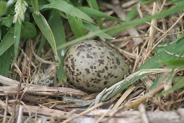 Image showing Arctic Tern Egg